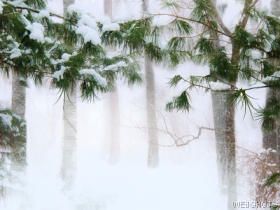 Neve