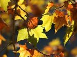 Arabeschi d'Autunno