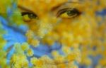 Cuor di mimosa