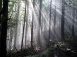 Il bosco