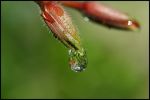 Solo per te cambier� pelle