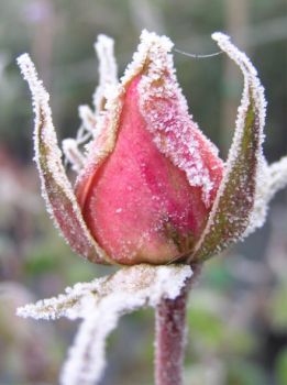 Quanto a lungo durerà questo inverno