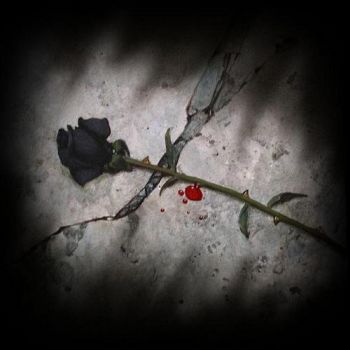 La mia rosa