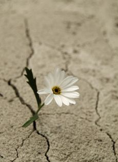 Il Deserto può fiorire