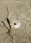 Il Deserto può fiorire