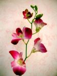 Orchidea