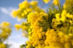 La dea dell�amore