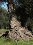 Gli ulivi hanno gli occhi