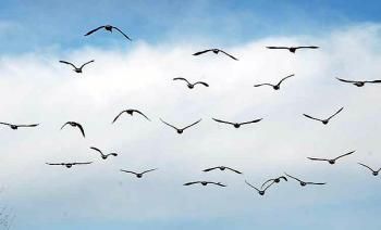 Gabbiani in volo
