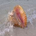 Granelli di sabbia
