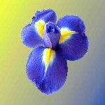 I fiori sul balcone