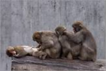 Il pianeta delle scimmie