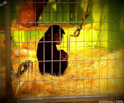 Zoo