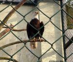 Un'aquila in prigione