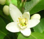 Mendace effluvio di primavera  