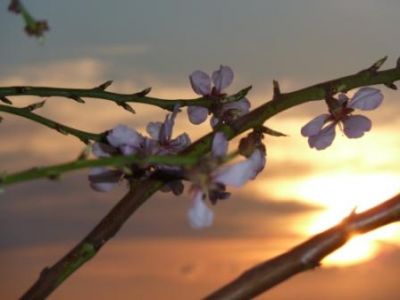 Primavera e poesia  