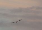 Volo  