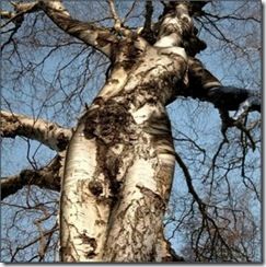 Anoressia