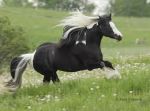 Amore Indomabile