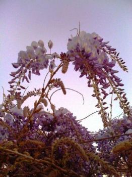 Glicine