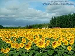 Girasoli, tragiche corolle
