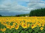 Girasoli, tragiche corolle