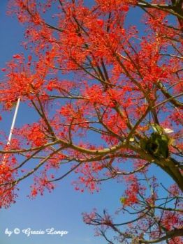 Fiorir� d'inverno