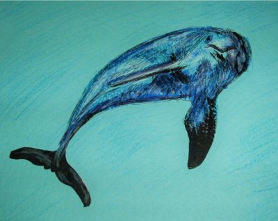 Oltre i deliri... la curva dei delfini