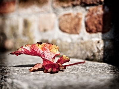 Foglie d'inverno