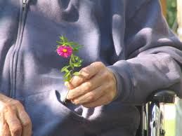 Cogli questo fiore