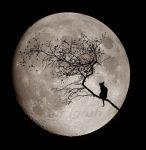 La Luna fa le fusa