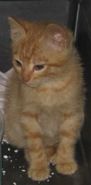 Il gatto Teo
