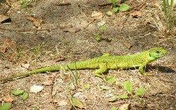 Verde ramarro