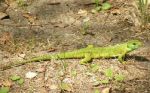 Verde ramarro  