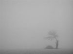 Nebbia  