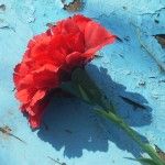 Su un letto di petali rossi