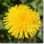 Fiori di campo