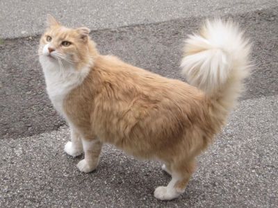 Gattofavola