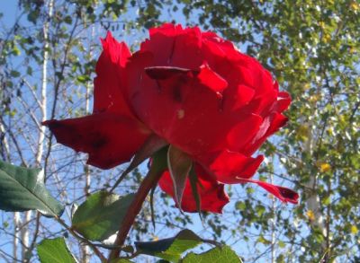 Caccia d'Amore  