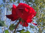 Caccia d'Amore  