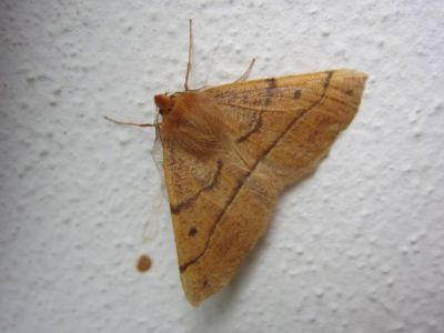 Arancio il mantello  