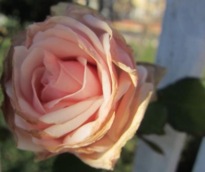 Rosa d'inverno  