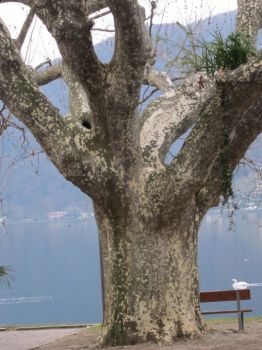 Platano a lago