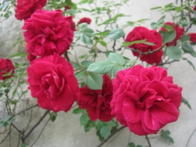Sogno di rose  