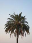 La palma  