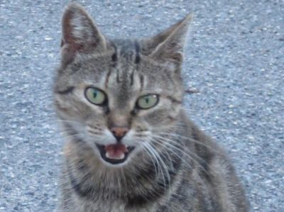 Miaooo  