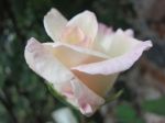 Rose e farfalle  
