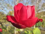 Cosa c'� nell'amore