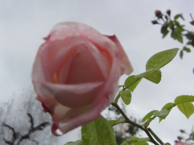 Piange la rosa  