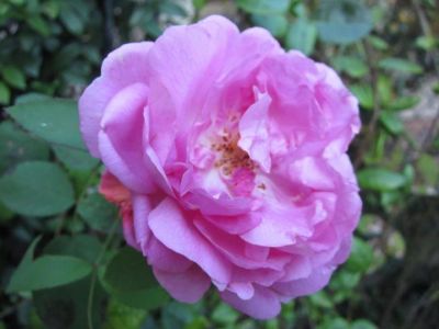 Una rosa sola  